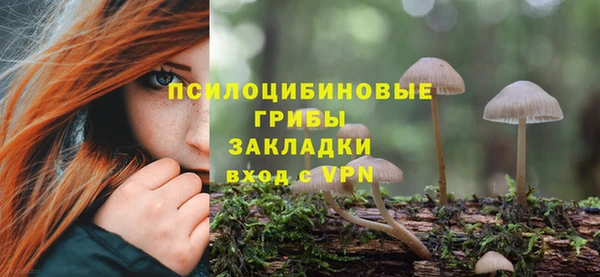 прущие грибы Краснослободск